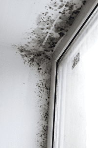 Mold from damaged roof 